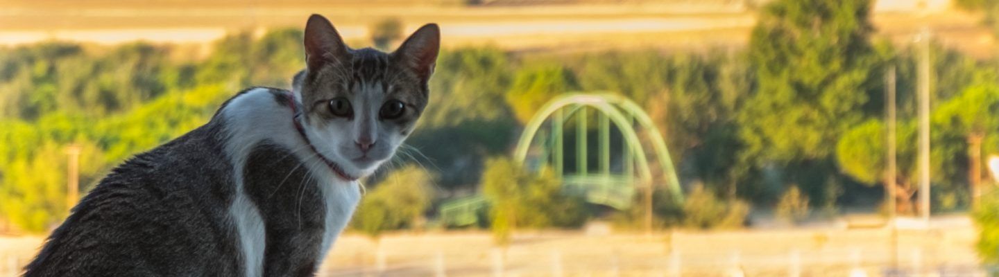 Día internacional del gato