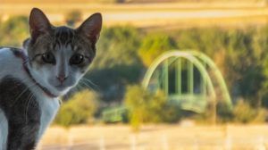 Día internacional del gato