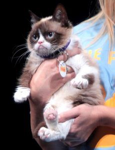 Grumpy_Cat